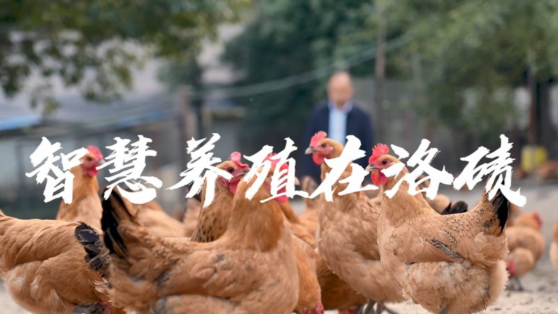 CDMO与CRO：揭秘药物研发背后的两大合作伙伴